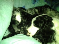 /album/ilpo/helmi13-008-jpg/